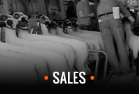 Sales