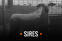 Sires