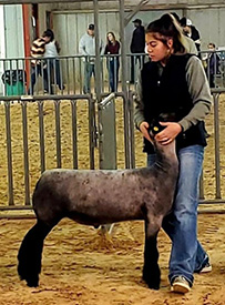 Witt Club Lambs Winner