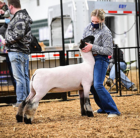 Witt Club Lambs Winner